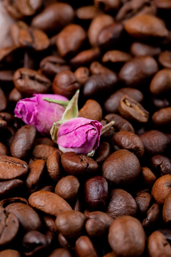 Formation Cacao et Rose